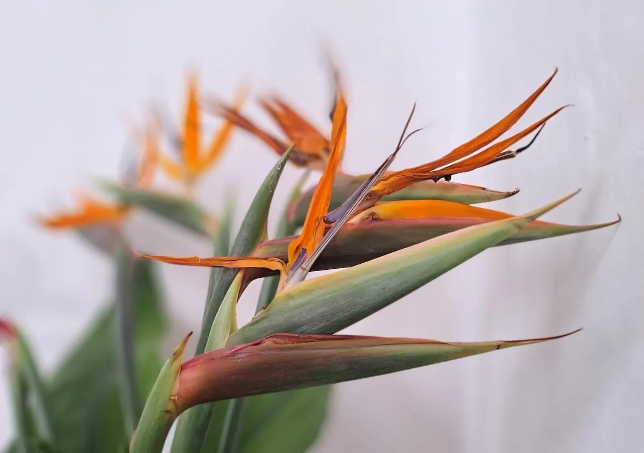 Casa De Las Flores - Hotel Boutique Lanzarote Teguise  Spain